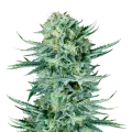 thumb of Blue Dream Plant