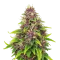 thumb of Blueberry Auto Plant