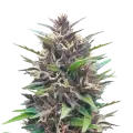 thumb of Blueberry CBD plant