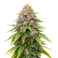 thumb of Blueberry Muffin Cannabis Plant