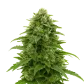 thumb of Bruce Banner Auto Plant