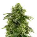 thumb of Bruce Banner plant