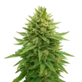 thumb of Bubba Kush Auto Plant