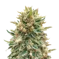 thumb of Bubba Kush plant