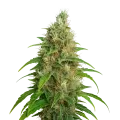 thumb of Plante de Bubblegum Auto