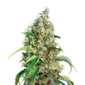 thumb of Bubblegum plant