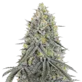 thumb of Bubblegum Sherbet Plant