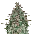 thumb of Canadian Haze Plant