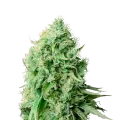 thumb of Cannatonic Plant