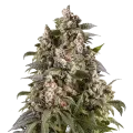 thumb of Cap Junky Plant