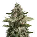 thumb of CBD Candida Plant