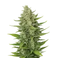 thumb of CBD Critical Mass Auto Plant