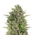 thumb of CBD Critical Mass plant