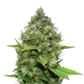 thumb of CBD Diesel plant