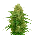 thumb of CBD Express Auto Plant