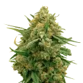 thumb of CBD Express plant