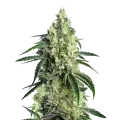 thumb of CBD Girl Scout Cookies Plant