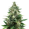 thumb of CBD Harle-Tsu Plant