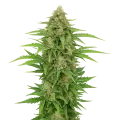 thumb of CBD Kush Auto Pflanze