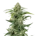 thumb of CBD Kush plant