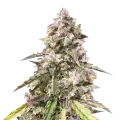 thumb of CBD Mango Plant