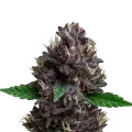 thumb of CBD Purple Kush Auto Plant