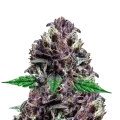 thumb of CBD Purple Kush plant