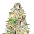 thumb of CBD Sugar Plant