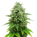 thumb of CBD White Widow Auto Plant