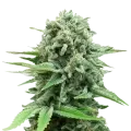thumb of CBD White Widow plant