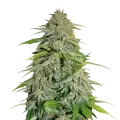 thumb of CBD Zenergy Plant