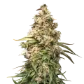 thumb of Charlottes Web Plant
