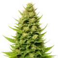 thumb of Plante de Cheese Auto