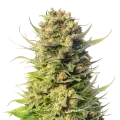 thumb of Cheese plant