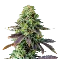 thumb of Chemdawg Plant