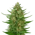 thumb of Cherry AK Auto Plant
