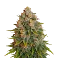 thumb of Cherry Pie Auto Plant