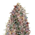 thumb of Cherry Pie plant