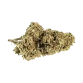 thumb of Chocolate Thai Bud