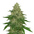 thumb of Plante de Chocolope Auto