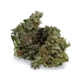 thumb of Chocolope bud