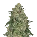 thumb of Chocolope plant