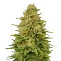 thumb of Colombian Gold Auto Plant