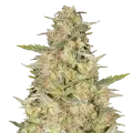 thumb of Colombian Gold Plant