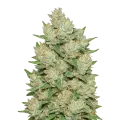 thumb of Plante de Cookies and Cream Auto