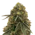 thumb of Critical 47 plant