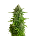 thumb of Critical Auto Plant