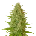 thumb of Critical Jack Auto Plant