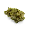 thumb of Critical Jack bud