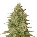 thumb of Critical Jack plant